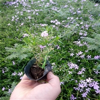 潍坊供货芝樱苗 福禄考批发 花坛花境用苗