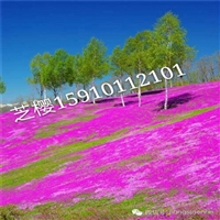 潍坊供货芝樱苗 芝樱价格 绿化效果好