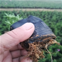 潍坊供货芝樱 芝樱批发 多年生宿根草本植物