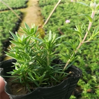 潍坊供货芝樱 耐寒福禄考 原产于北美东部