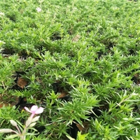 潍坊供货芝樱苗 芝樱花海 绿化效果好