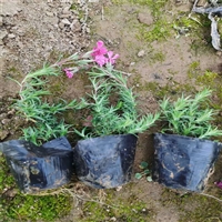 潍坊供货芝樱苗 多年生矮小草本 喜温暖湿润的环境