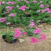 潍坊供货芝樱苗 福禄考批发 多年生宿根草本植物