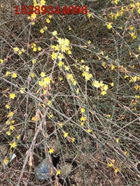 迎春花绿化苗 陕西迎春花大量供应 规格全