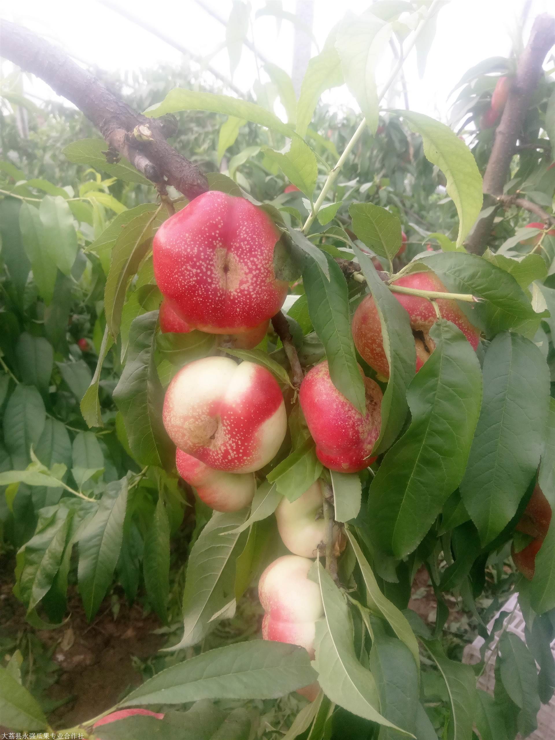 陕西大棚油蟠桃产地 毛蟠桃基地批发 36-3油蟠桃基地