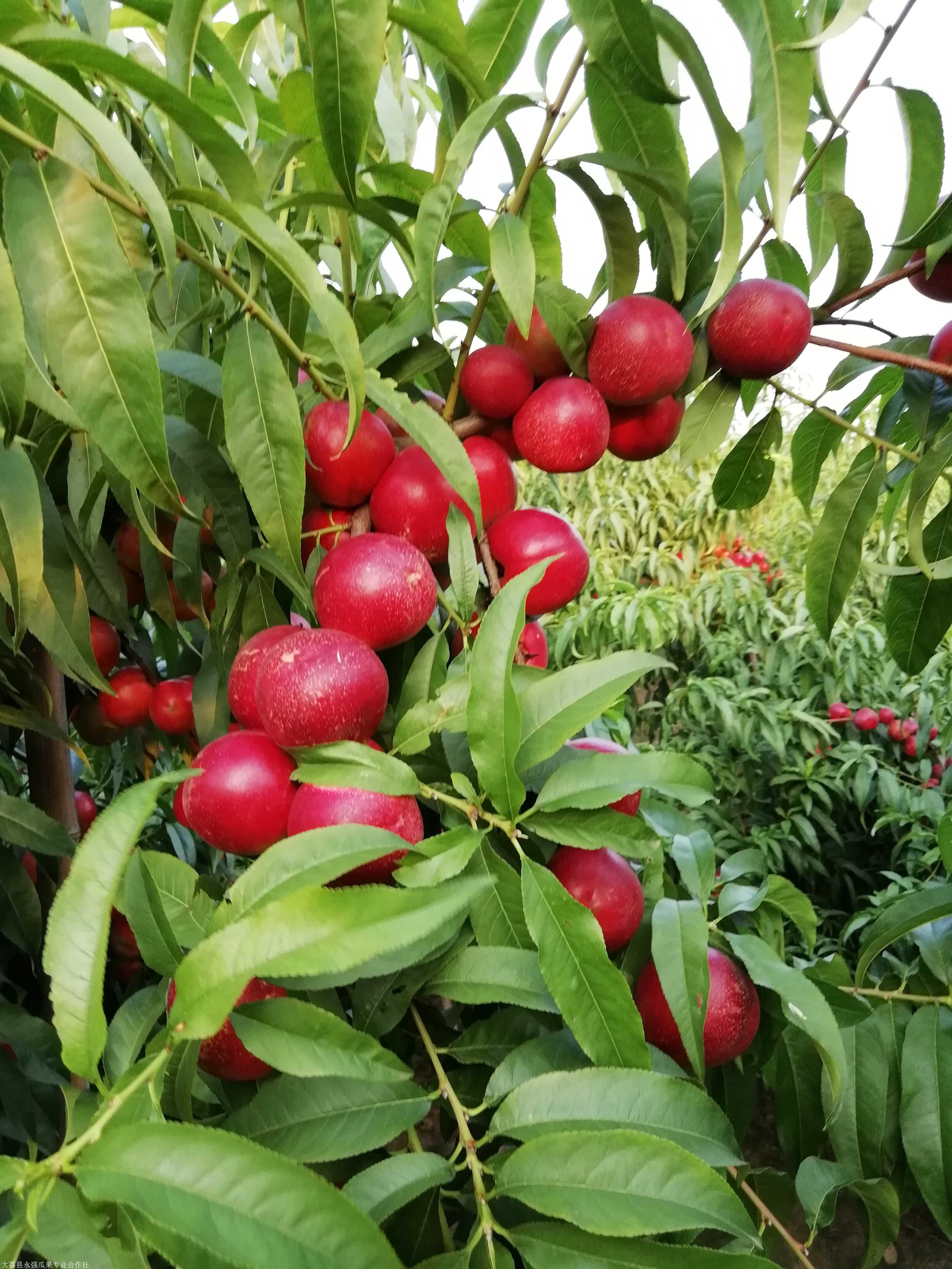 陕西珍珠枣油桃价格 大荔县珍珠枣油桃基地 大荔县珍珠枣油桃行情