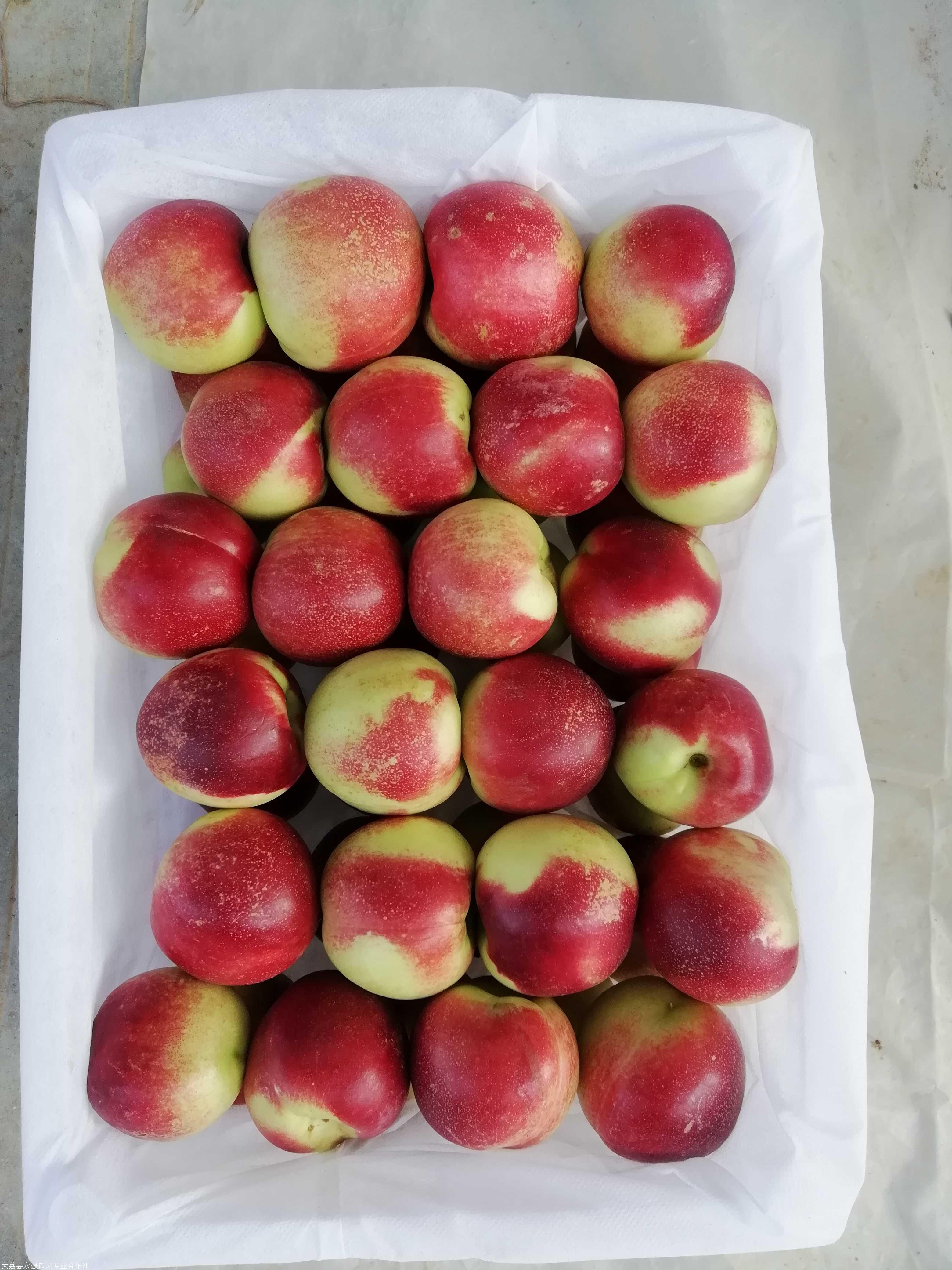 陕西珍珠枣油桃价格 大荔县珍珠枣油桃基地 大荔县珍珠枣油桃行情