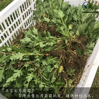 贡菊苗亩产量