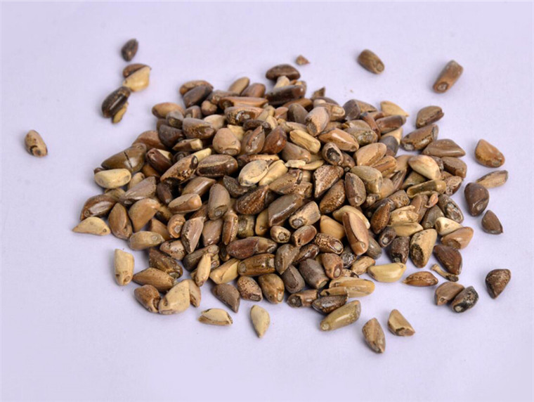 墨西哥玉米种子种植方法墨西哥玉米种子价格