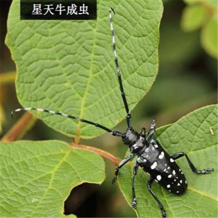 聊城天牛杀虫剂生产批发厂家-果蝇杀虫剂-阶梯价格 详询有惊喜