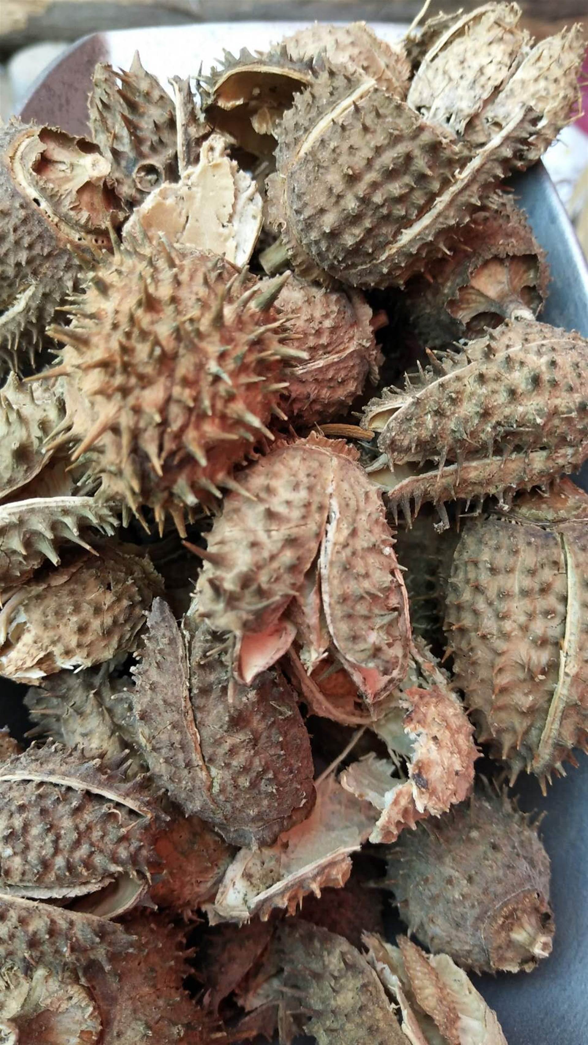 曼陀罗果的价格曼陀罗果购买一公斤