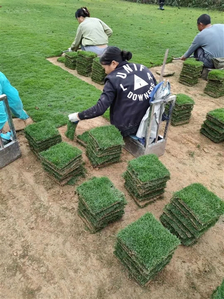 湖北草皮批发