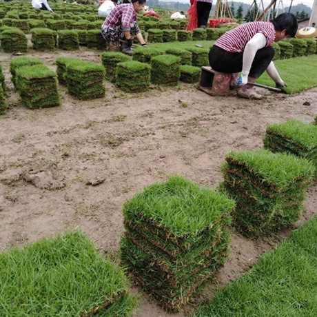 江西马尼拉草皮基地