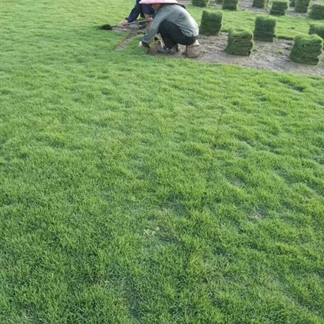 绿化草皮 马尼拉草皮栽培技术 园林专用草皮全国直销