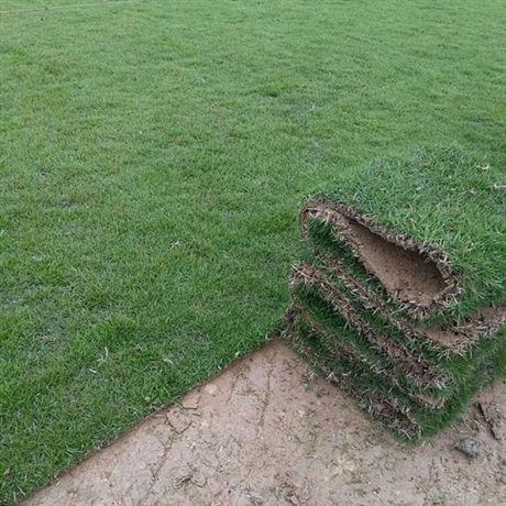 福建蘭引三號(hào)草皮基地