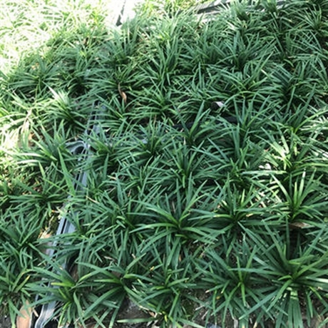 玉龙草批发 湖南玉龙草基地 郴州苗圃场电话