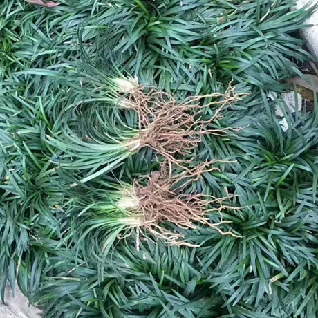 玉龙草 玉龙草批发 湖南玉龙草种植基地