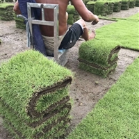 福建马尼拉草皮 优质马尼拉草皮价格 草皮种植技术