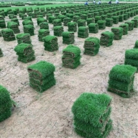出售马尼拉草皮 马尼拉草皮种植技术 优质草皮价格