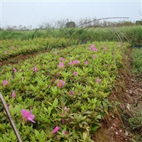 郴州杜鹃花 杜鹃苗大量批发 各种规格杜鹃种植