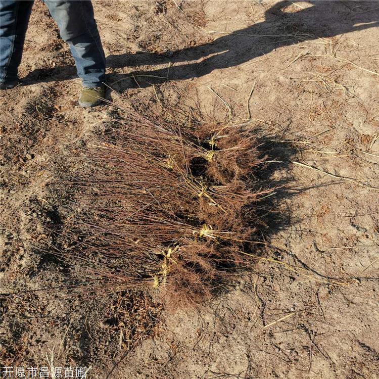 紫叶风箱果 葫芦岛东北绿化小苗 引种于河南