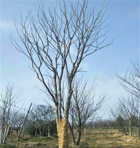 单杆朴树米径10公分朴树供应广西规格齐全基地直销