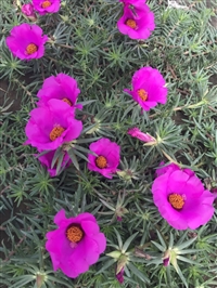 重瓣花朵种子联系我