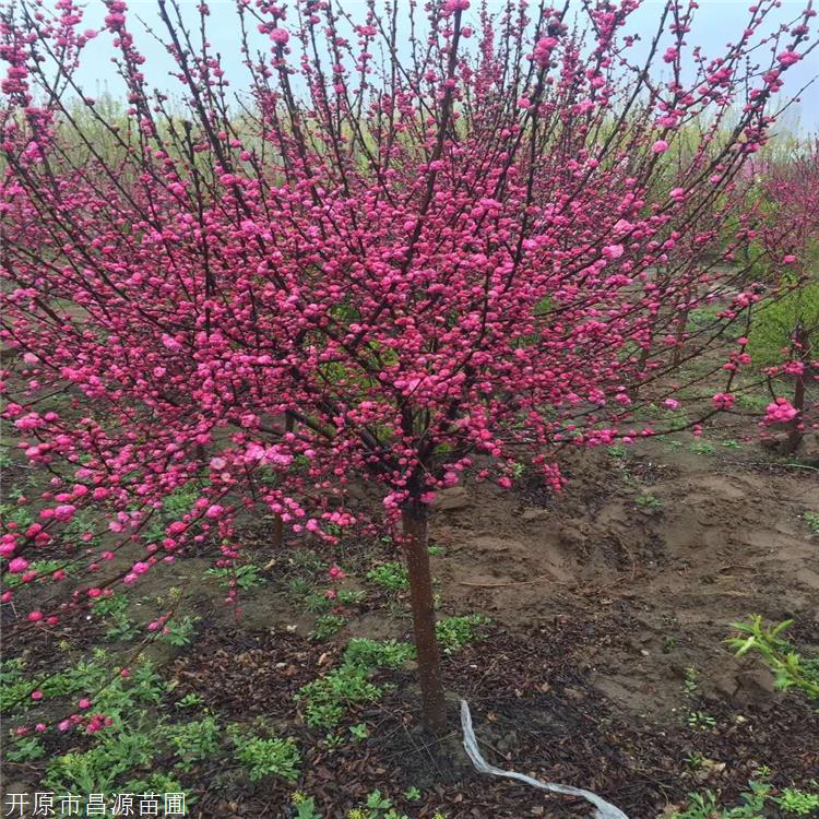 小桃紅 榆葉梅批發 花期4到5月 可實地看貨