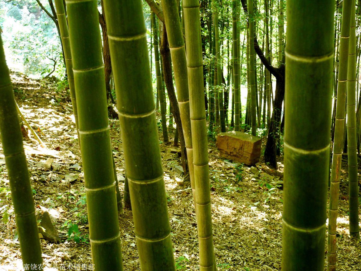 供应广西毛竹苗1公分--10公分楠竹苗简介