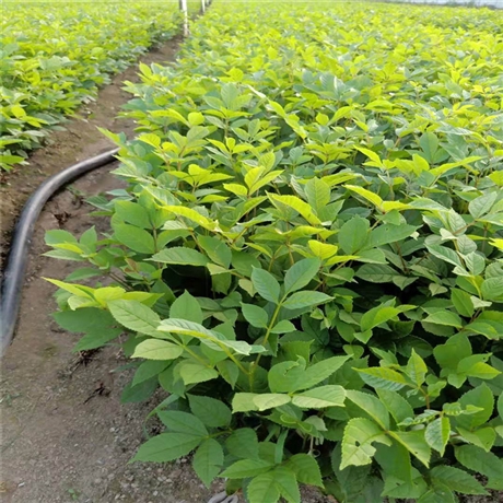 水曲柳树苗 品质好苗 可实地看货