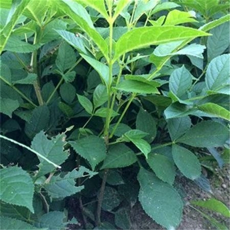 水曲柳树苗 品质好苗 可实地看货