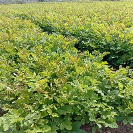 水曲柳苗 品质好苗 可实地看货