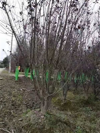 供应四川成都高杆低分枝，红叶李紫叶李，基地批发价格