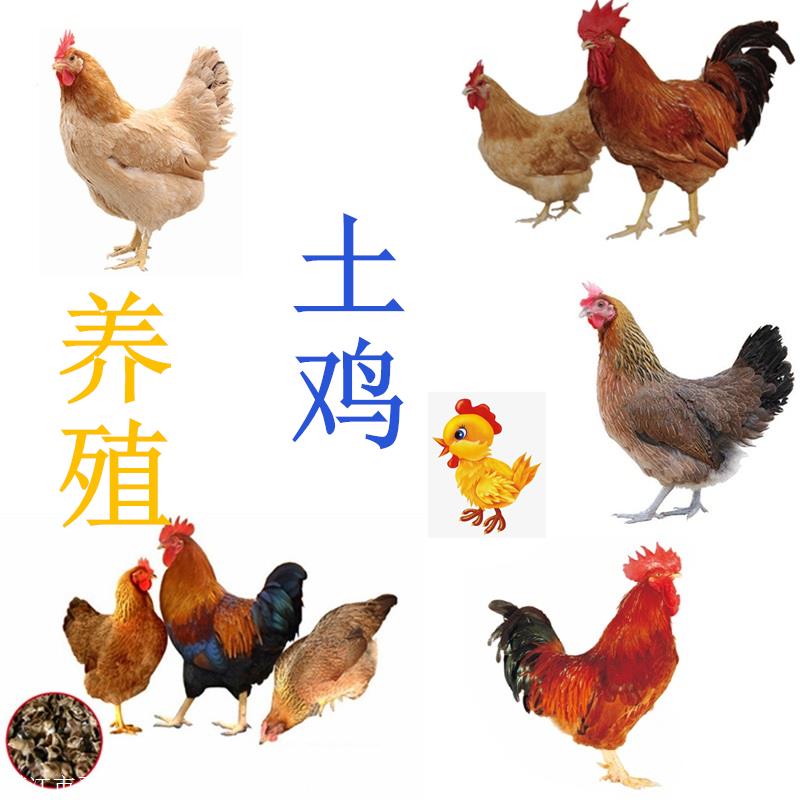 养殖品种 冷水鱼养殖品种