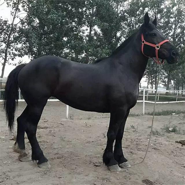 中型骑乘马出售新训好的伊犁马广佳骑乘马出售