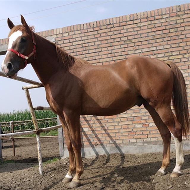 大型养殖场出售小马驹 蒙古马 广佳 矮马多少钱一匹