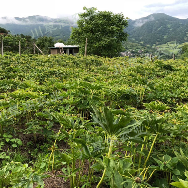 種植重樓技巧_重樓種方法_川草閣農業