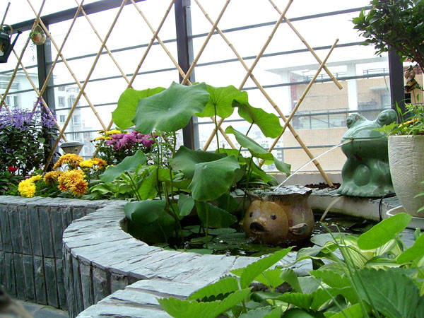 多瓣荷花苗批发价格