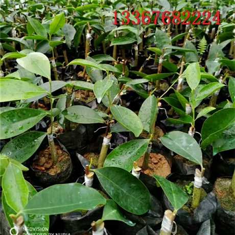 绿奇楠沉香的种植价值 黄精的种植技术 白奇楠沉香的特征 适合种植