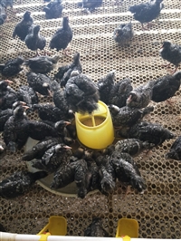 珍珠鸡多少钱一只  脱温珍珠鸡苗多少钱