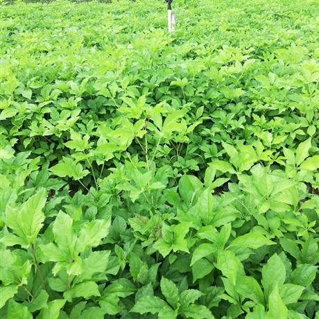 营口市刺五加苗瑞林苗圃供应刺五加小苗刺五加苗价格