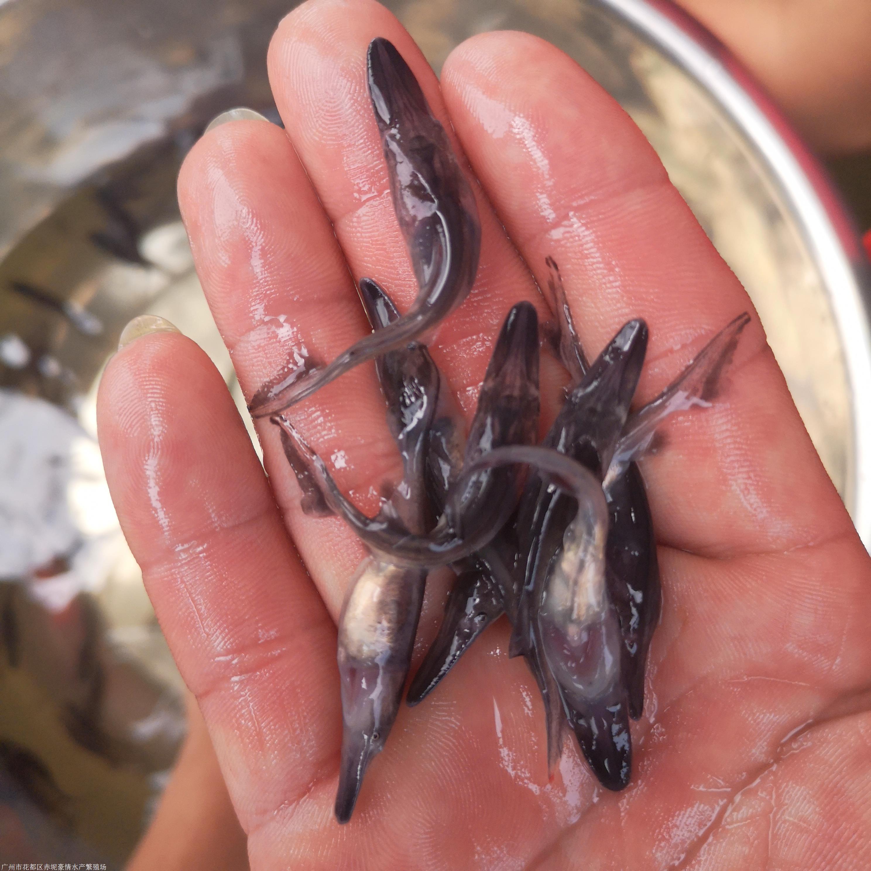鸭嘴苗供应产地鸭嘴鱼鱼苗市场