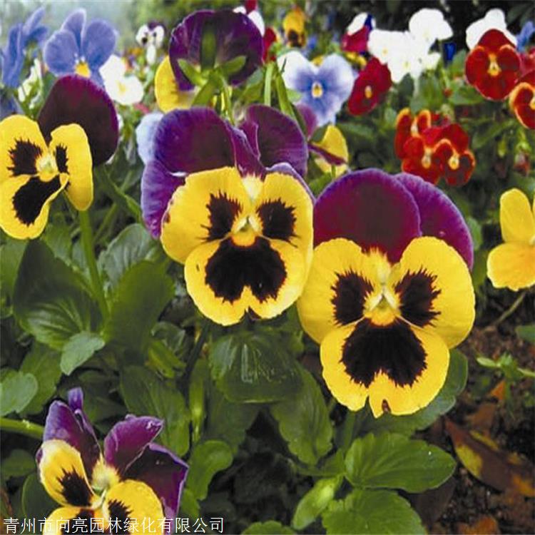 花苗批发 三色堇批发 双色盆三色堇 早春花卉