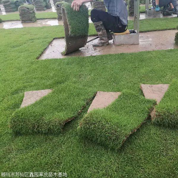 贵州草皮批发草皮批发基地马尼拉草皮销售基地