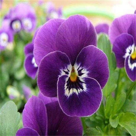 花苗批发 三色堇价格 山东青州花卉 色彩鲜艳花期长