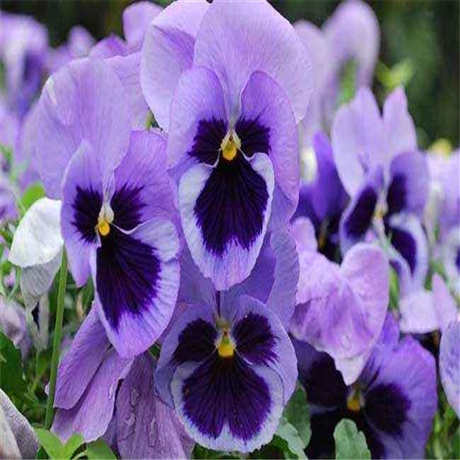 花苗批发 三色堇价格 山东宿根草花 早春花卉