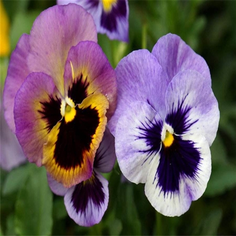 花苗批发 三色堇批发 青州时令草花 常作二年生栽培