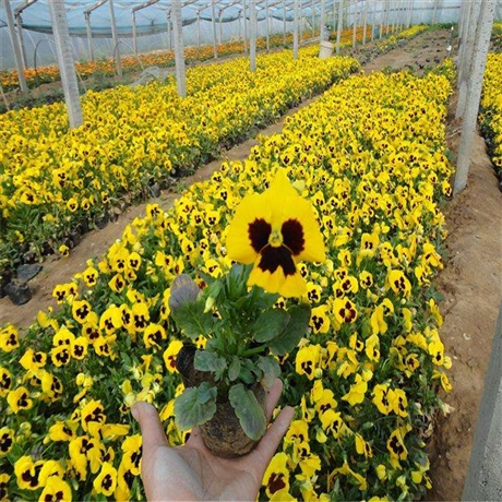 花苗批发 三色堇批发 山东宿根草花 色彩鲜艳花期长