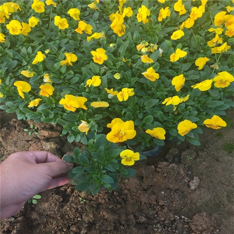 花苗批发 三色堇批发 山东青州花卉 色彩鲜艳花期长