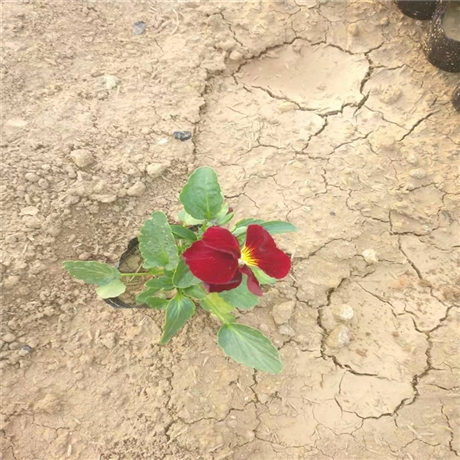 花苗批发 三色堇苗 杯苗大量供应 早春花卉